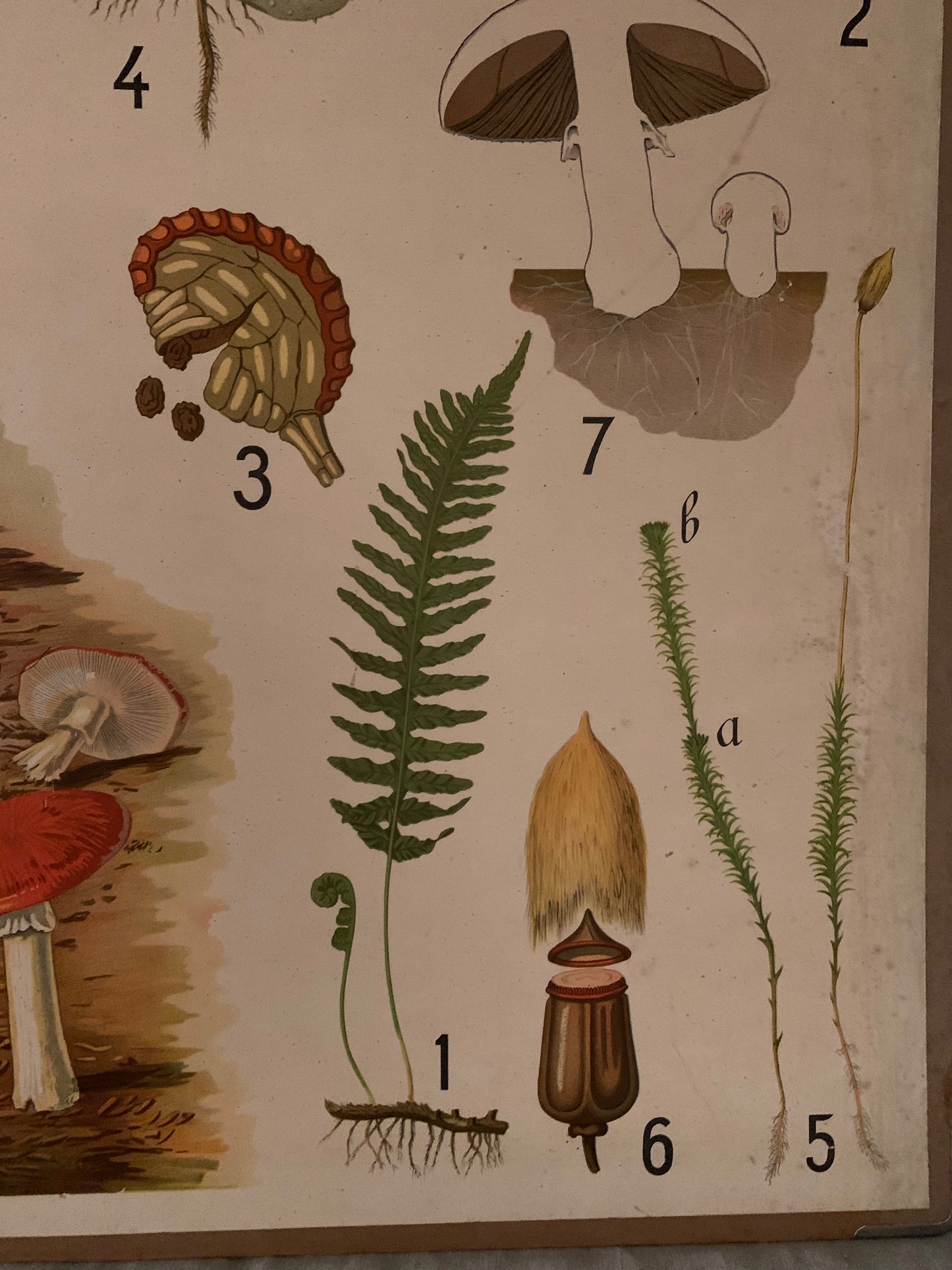 Vintage Educational Wall Chart