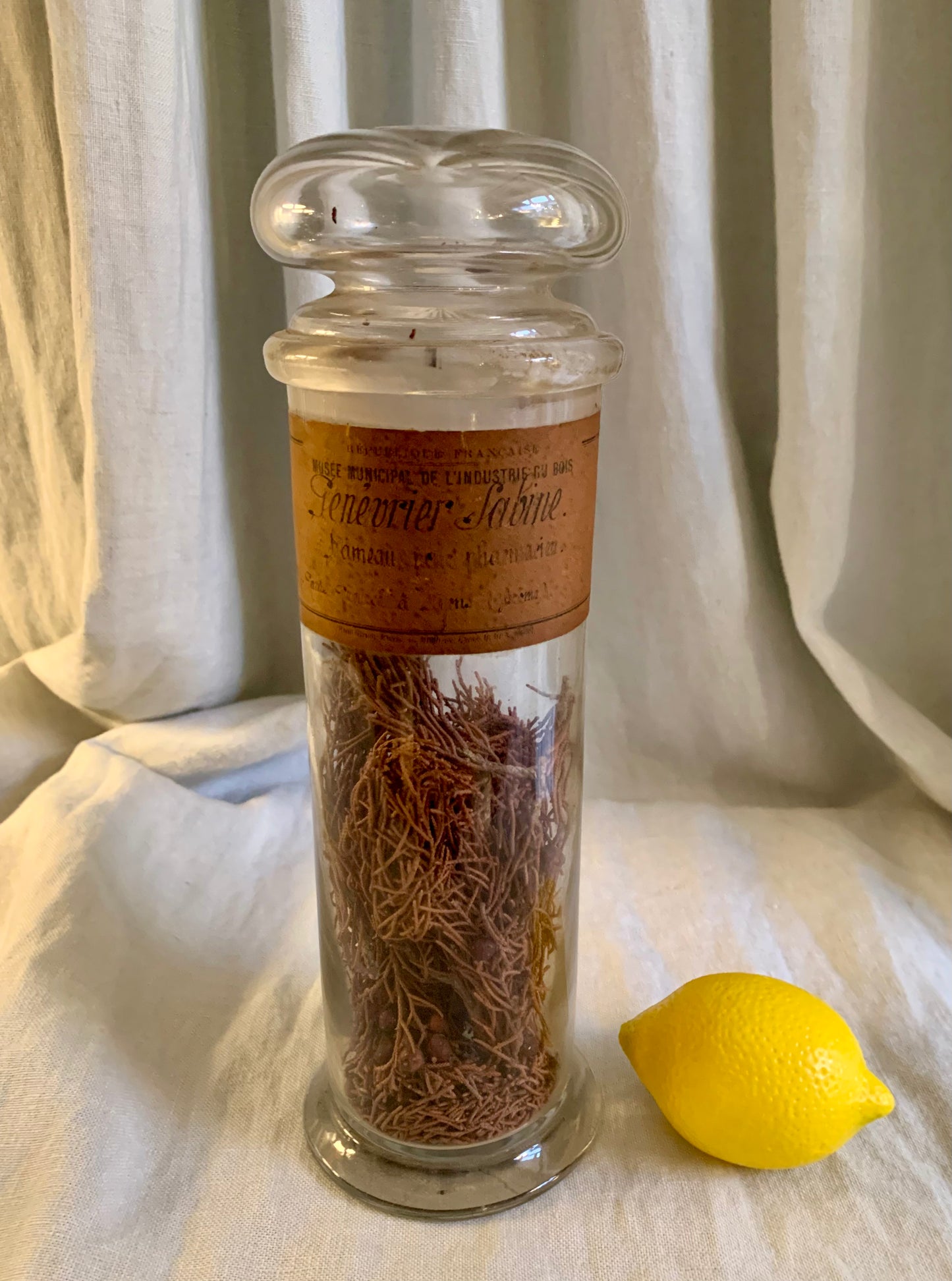 Antique French Apothecary Glass Container With Dried Juniper