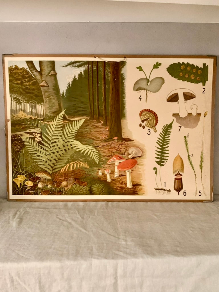 Vintage Educational Wall Chart