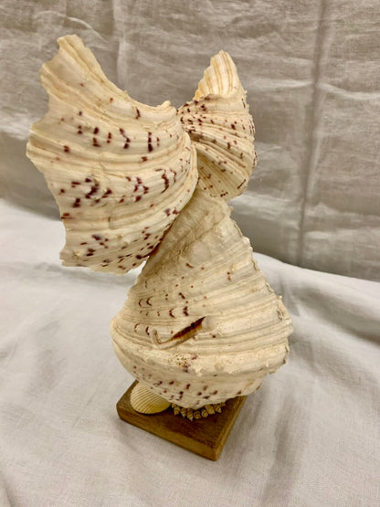 Seashell Owl