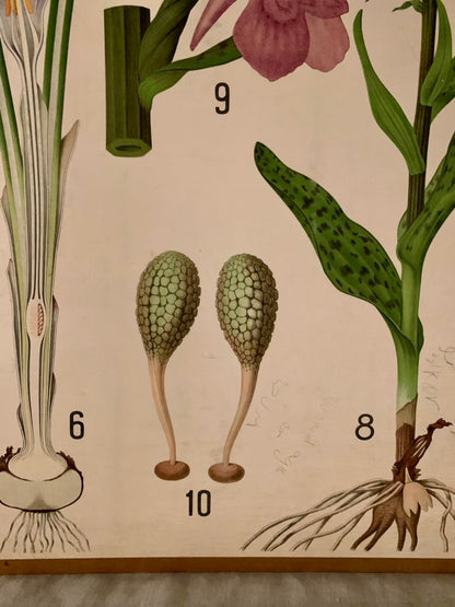 Vintage Educational Wall Chart