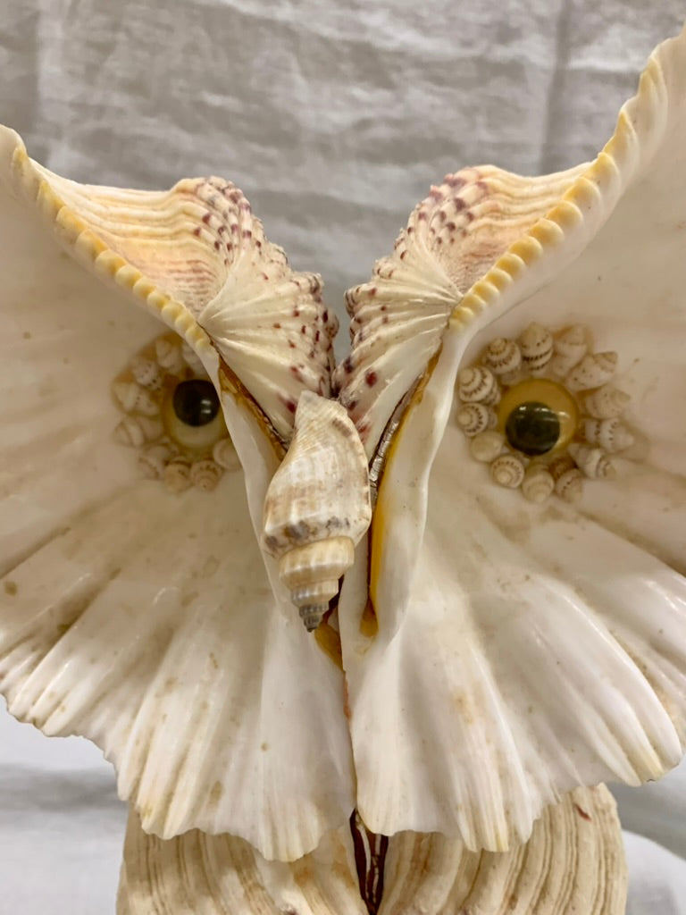 Seashell Owl