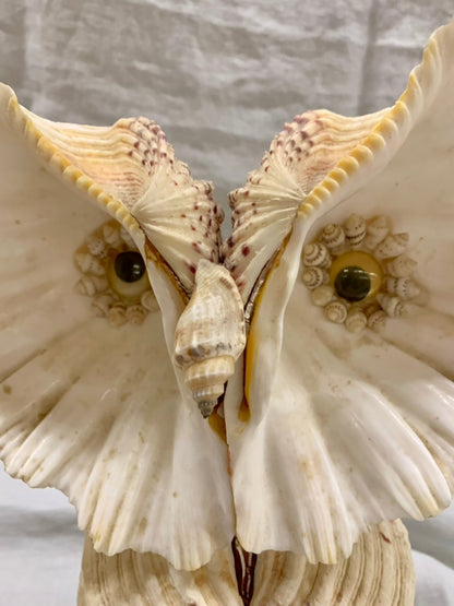 Seashell Owl