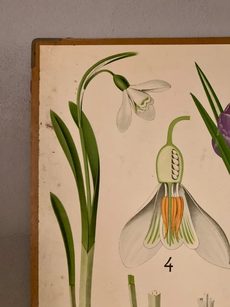 Vintage Educational Wall Chart