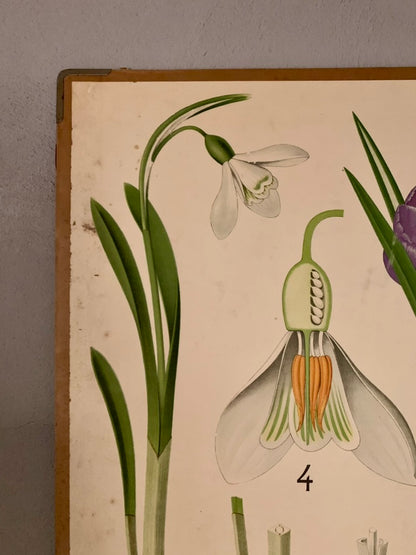 Vintage Educational Wall Chart