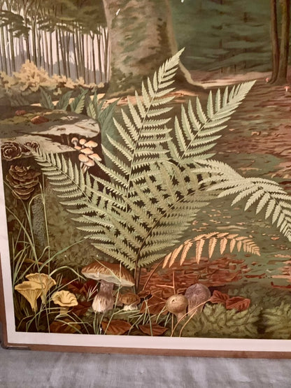 Vintage Educational Wall Chart