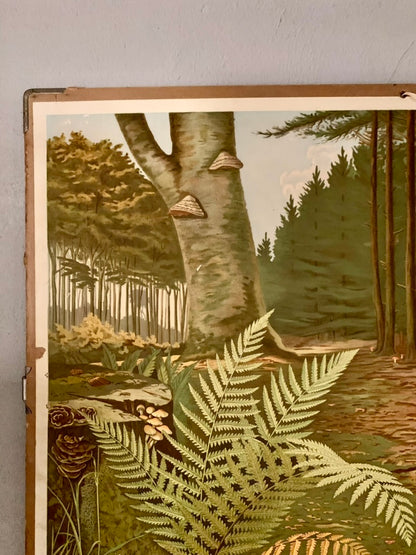 Vintage Educational Wall Chart
