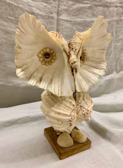 Seashell Owl