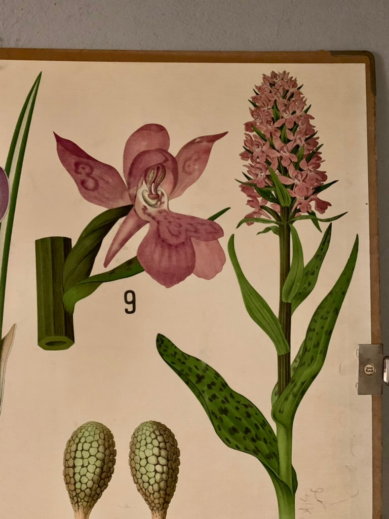 Vintage Educational Wall Chart