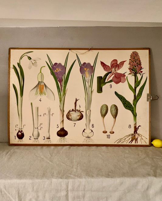 Vintage Educational Wall Chart