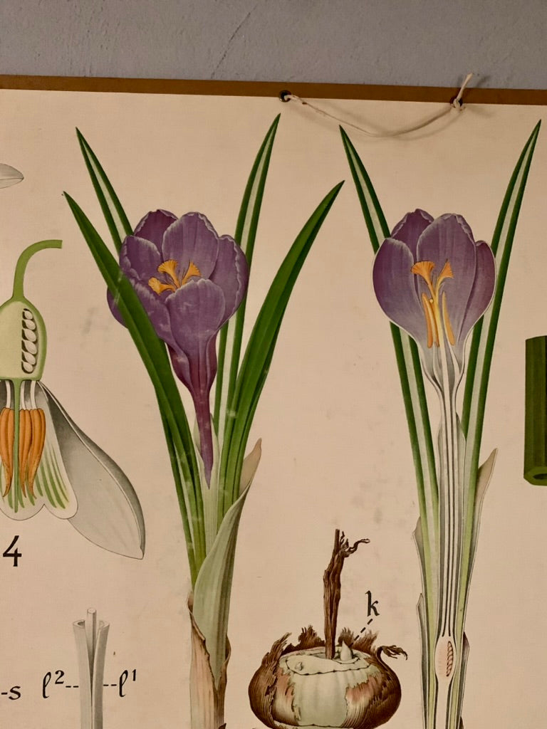 Vintage Educational Wall Chart