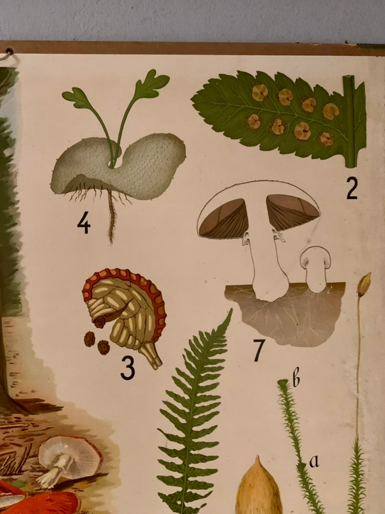 Vintage Educational Wall Chart