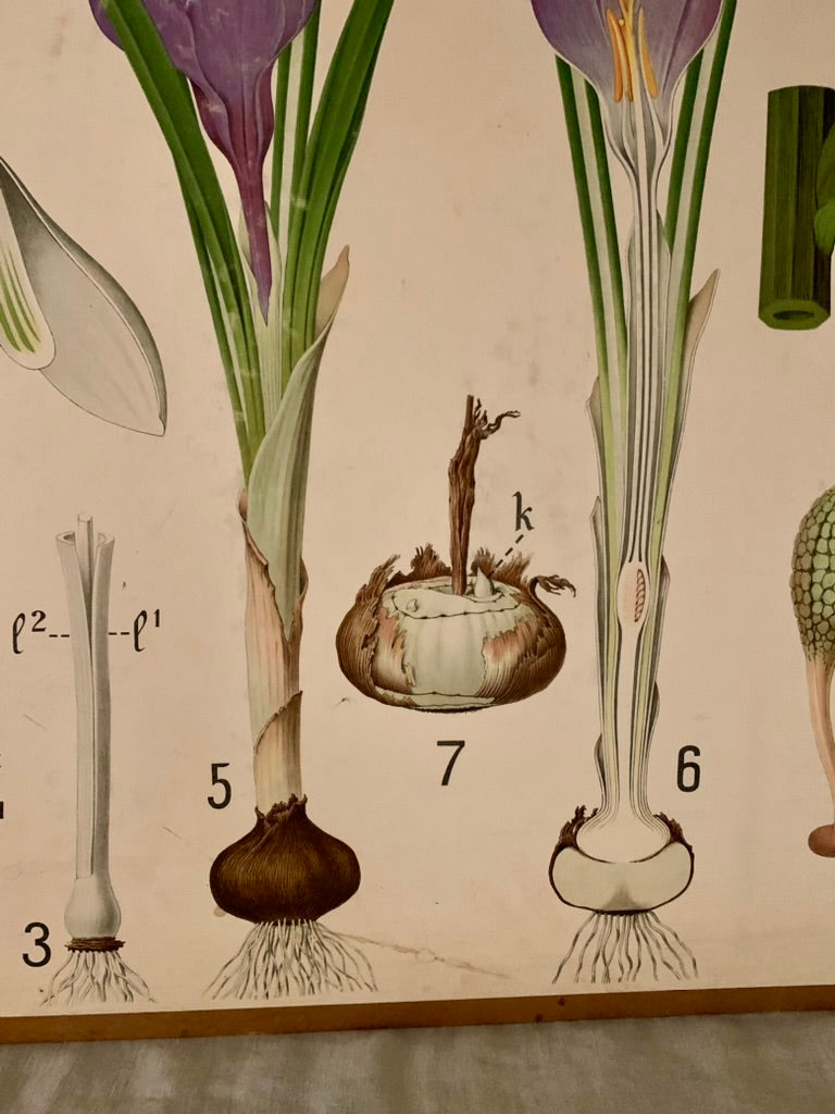 Vintage Educational Wall Chart