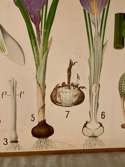 Vintage Educational Wall Chart