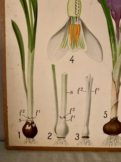 Vintage Educational Wall Chart