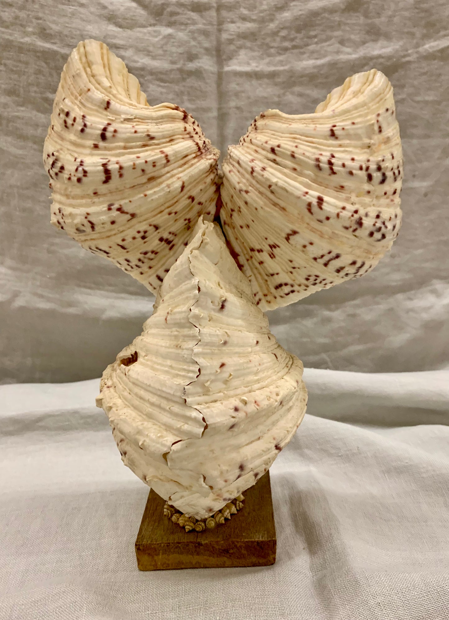Seashell Owl